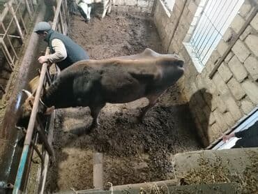 Gəmiricilər: Dişi, il: 2, 600 kq, Damazlıq — 4