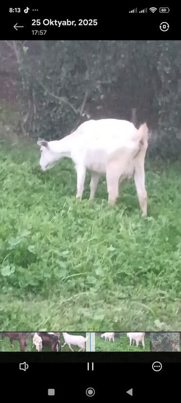 sort keciler: Məhsul: Qoyun-keçi təsərrüfatı üçün keçilər Təsvir: - Şəkillərdə 3 — 5