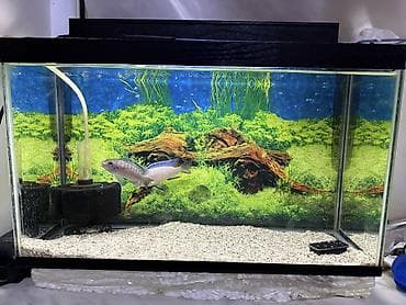 akvaryum filtirleri: Dördbucaq akvarium, Balıqlarla birlikdə, 30 l — 3