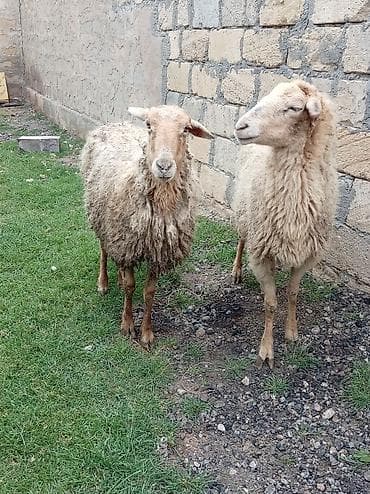 Mal-qara: Salam tam sağlam bağaz qoynlar 9 dənə yaşlıdılar endrimdə var — 3