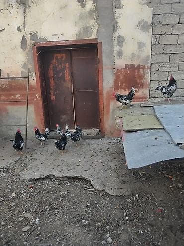 Heyvanlar üçün mallar: Toyuq, Damazlıq, Ödənişli çatdırılma — 6