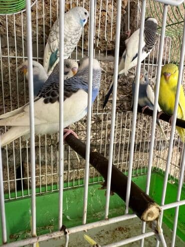 quş şekilleri: Korella erkey disi var 3 ayliq 6-7-9 ayliq hazir cut var korella bala — 5