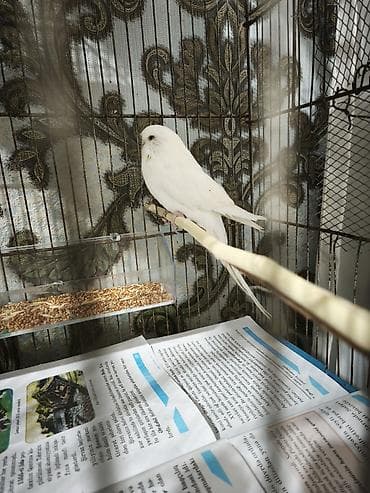 itler ucun bit dermani: Çex dişi 30 m — 2