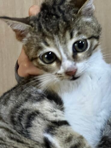 heyvanlara verilen xususi adlar: Tabbi — 6