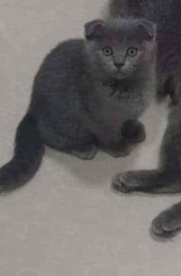 вислоухий сиамский кот: Шотладская вислоухая — 6