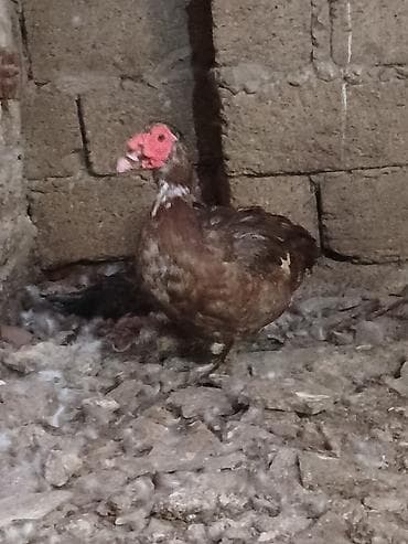 Kənd təsərrüfatı quşları: Erkək, | Lal ördək, Damazlıq — 3