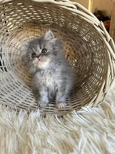 Akvariumlar: Fars — 5