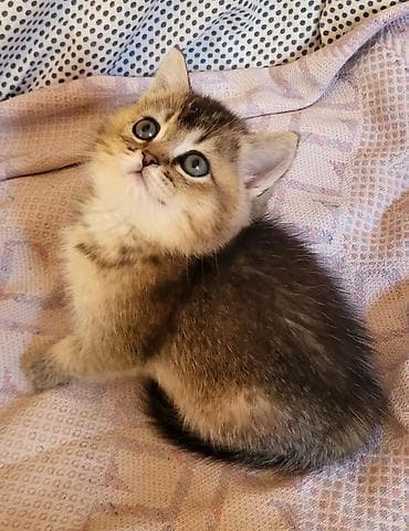 meykun pişik: Şinşilla, Erkək, Dişi, Pulsuz çatdırılma — 7