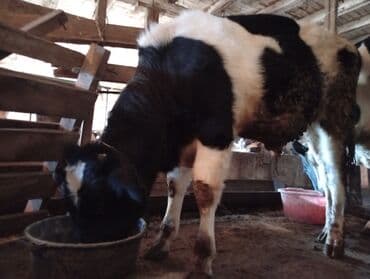 Akvarium aksessuar və ləvazimatları: Mərəz erkək 7aylıq — 1