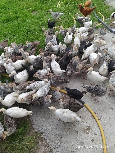 keci satisi: 40 günlik hunduşka balasi satilir 50 dene secib goture biler 22 manata — 6