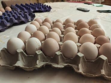 dəvəquşu yumurtası qiyməti: Avstralop yumurtaları İnqibator üçün. ideal çıxış verir. təmiz qandır — 2