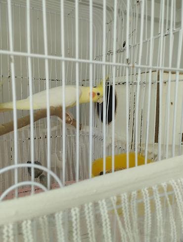 feniks quşu: Qırmızı göz lutino balaları satışda təmiz sağlam vitaminli quşlardır — 2