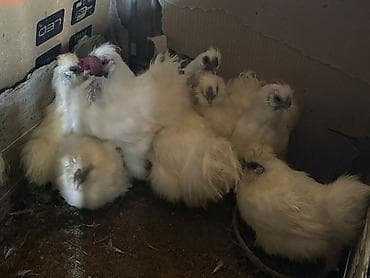 çin bıldırcını: Toyuq, Damazlıq, Ödənişli çatdırılma — 1