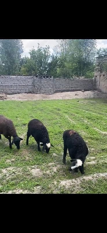 kreditle heyvan satisi: Ikinci qarina dogan qoyunlardi heresinin bir balasi var bir ana bir — 2