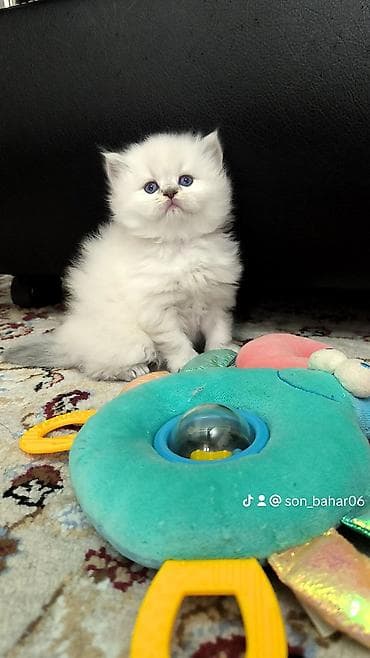 britanski pisik: Tam sağlam uzuntüklü balalar saf Qandi. Ana ve ata şəkillərini ciddi — 1