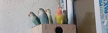 Sevgiquşları (Lovebird) – müxtəlif rəng kombinasiyaları - Növlər lalafo.az -da Sevgiquşları (Lovebird) – müxtəlif rəng kombinasiyaları - Növlər