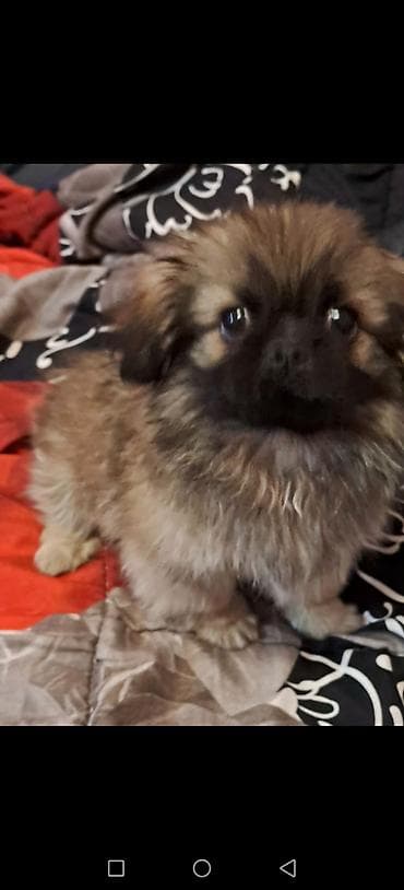 Pekines, 5 ay, Erkek, Peyvəndli lalafo.az -da Pekines, 5 ay, Erkek, Peyvəndli