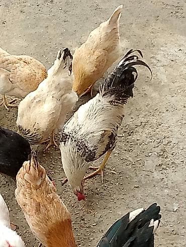 Куры: Xoruz satılır – kənd təsərrüfatı və təsərrüf qarışıqları vuraqan — 6