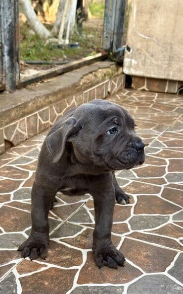 Собаки: Кане-корсо — 19