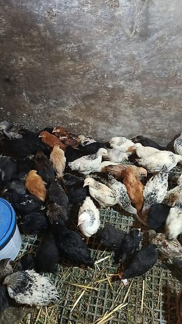 Toyuq cücələri, Ətlik