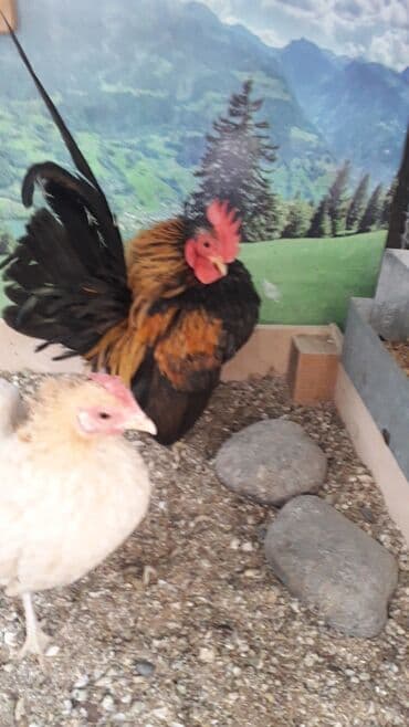 xacmaz heyvan bazari: Malaziya Seramasi — 3