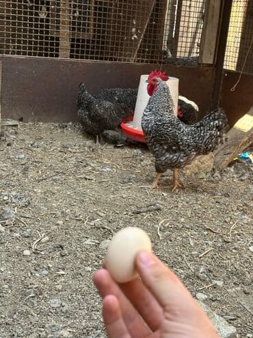 Salam. Gördüyüvüz tər-təmiz xarkovların mayalı yumurtaları satılır lalafo.az -da Salam. Gördüyüvüz tər-təmiz xarkovların mayalı yumurtaları satılır
