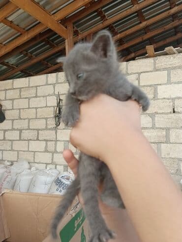 pişik qabı: Rus mavi, Yaxşı əllərə — 1