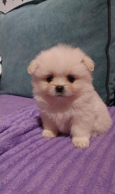 husky satisi: Şpitz, 2 ay, Erkek — 3