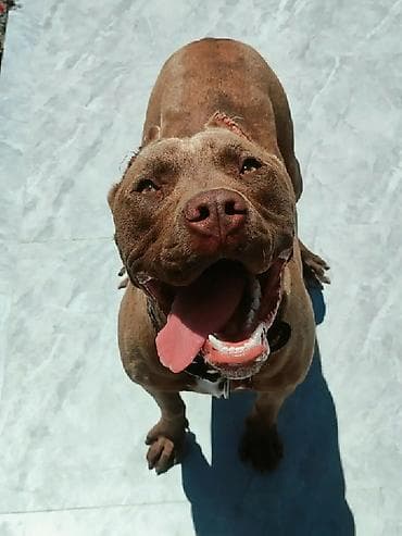 heyvan: Pitbul, 8 ay, Erkek, Ünvandan götürmə — 2