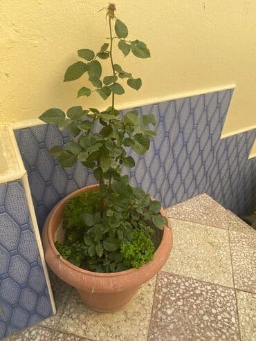 solmayan gül buketi: AG Gül kolu (güllə budaqlı dekorativ kollar) – iri plastik dibçəklə - — 2