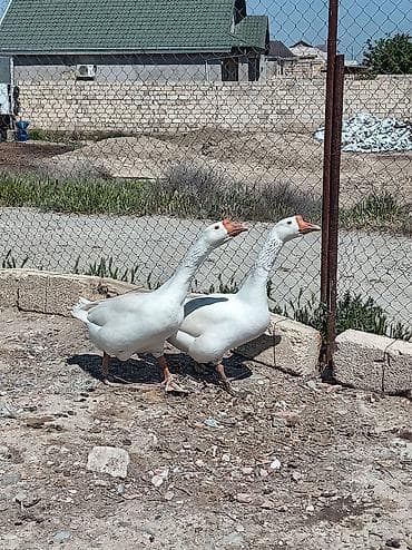 Əvvala salam linda kuban qazları 2 sidə xoruzdu barter olunur ya yerli