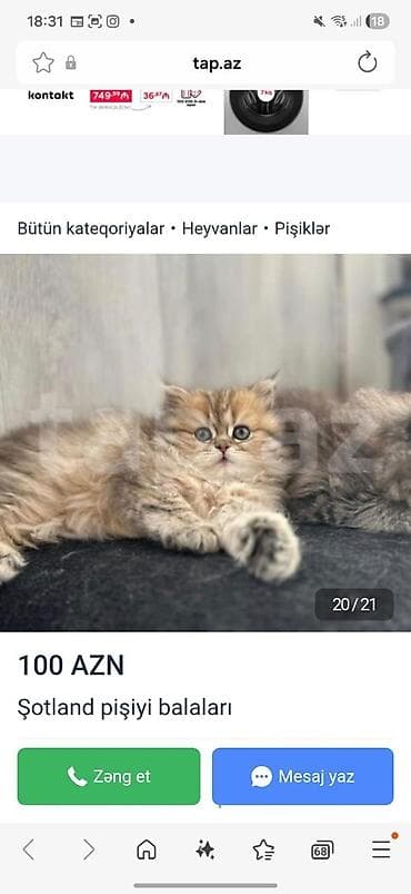 pisiylər: Şotland, Cütləşmə üçün, Pulsuz çatdırılma — 2