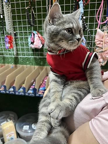 pitpul it: MicMac Pet Shop – Ev heyvanları üçün hər şey bir yerdə! - Premium — 3