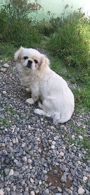 pitbul balasi satilir: Pekines, 8 ay, Dişi, Peyvəndli, Ünvandan götürmə — 2