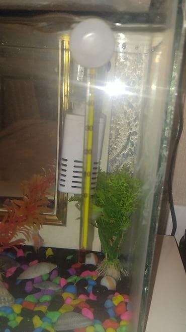 yalnız suda yaşayan heyvanlar: Dördbucaq akvarium, Balıqlarla birlikdə, 20 l — 3