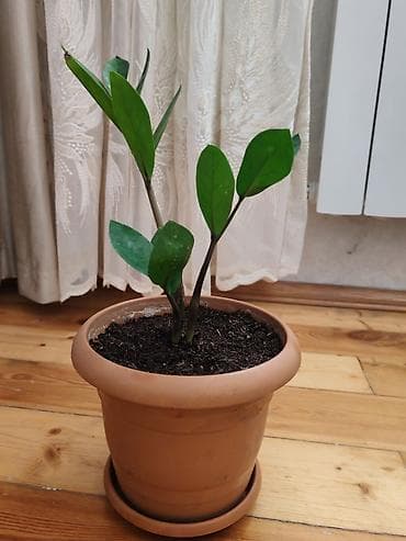 dibçek: Zamiokulkas (ZZ plant) – dekorativ ev bitkisi - Növ: Zamioculcas — 2