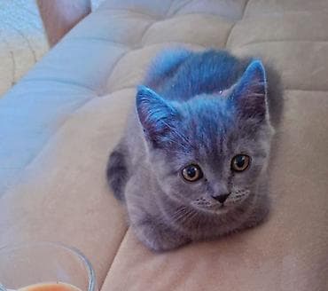 Şotland yastı qulaq, Erkək, Yaxşı əllərə, Ünvandan götürmə, Pulsuz çatdırılma, Ödənişli çatdırılma