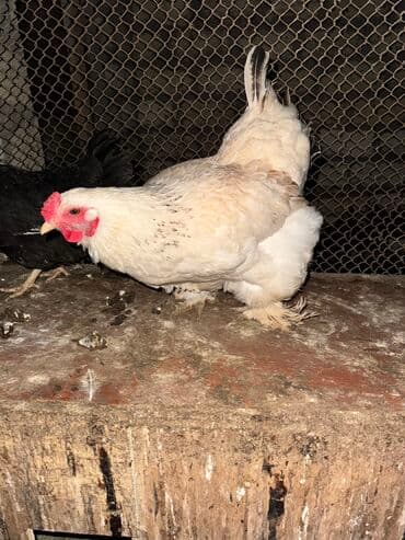 toyuq novləri: Brama Toyuq 1 eded qalib — 1