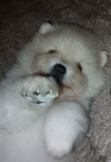 avcarka itler: Şpitz, 1 ay — 6