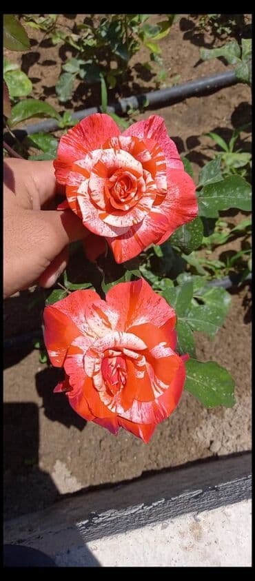 3D panellər: Gül kolları – müxtəlif rəng və sortlarda Məhsul: - İstixana və açıq — 2