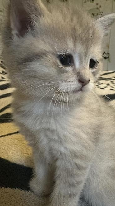 maraqli pişik adları: Britan — 3