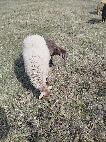 Бараны, овцы: Balalı qoyunlar boğaz qoyunlar razılaşma yolu ilə - Növ: Qoyun — 4