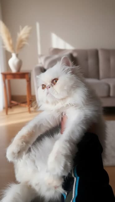 шотландский вислоухий котенок баку: Персидская, Самец — 1