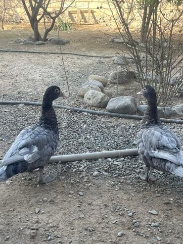 Inəklər, öküzlər: Lal ördəkdilər zümrüdü kül rəngi 5 6 aylıqdılar — 2