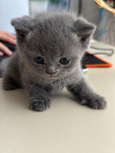 Pişiklər: Pişiklər üçün mavi detallarla təchiz olunmuş çoxfunksiyalı oyun — 10