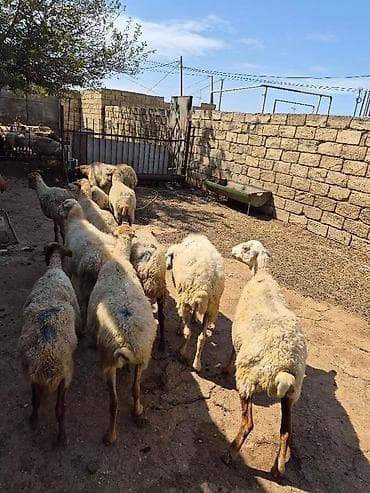 bərdə mal bazarı: Qoyun sürüsü – ət və damazlıq üçün - Şəkillərdə olan — 1