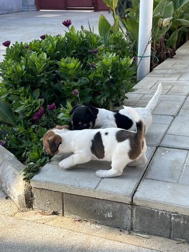 itlerin: Cek rassel teryer, 2 ay, Dişi, Ünvandan götürmə — 3