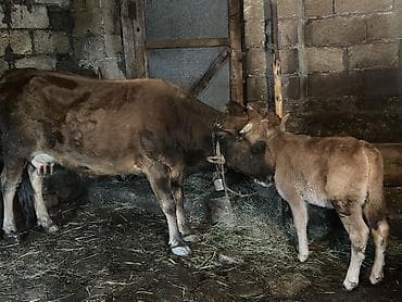 balalı inek: Dişi, il: 5, Damazlıq — 3
