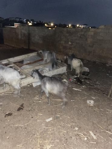 Mal-qara: 13 baş keçi çepiş 1 baş Teke Cemi 14 baş heyvandi — 9
