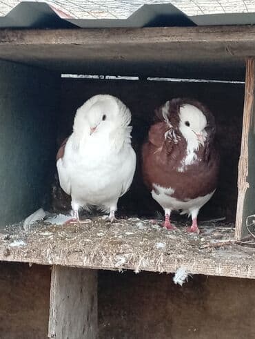 Aş qazanı: Salam Yakabinler tecli satlir raynda diye baxa bilmirem ucuz verem — 5